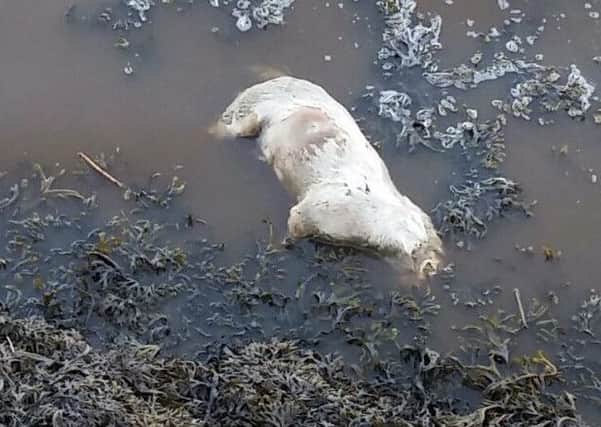 A dead dog spotted floating in the River Foyle at the weekend.