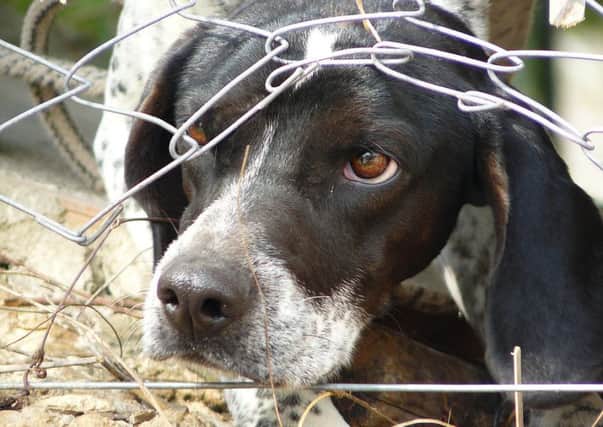 Tougher sentences for those who treat animals badly are expected to be introduced in the north.
