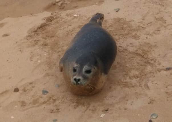 The young seal was named 'Kinnagoe' by the Derry visitors.