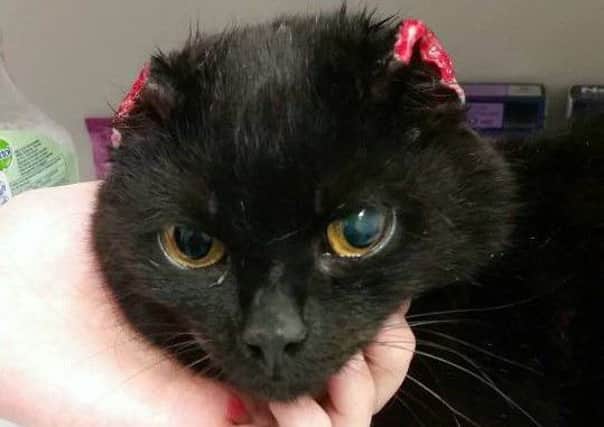 The cat was found with its ears badly damaged. Photo: Rainbow Rehoming Centre