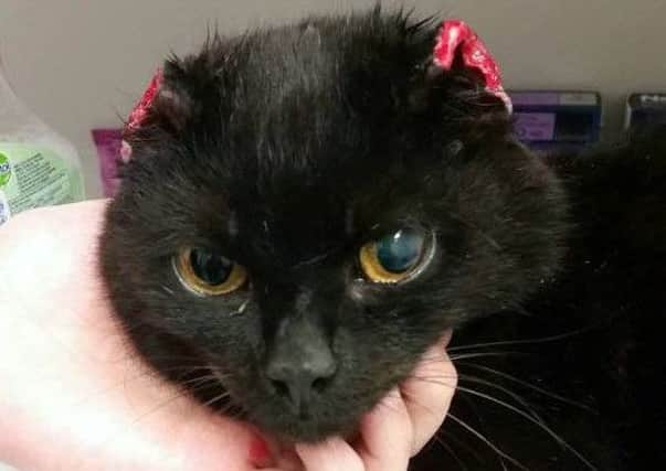 The photo published by the Rainbow Rehoming Centre claimed Leah the cat had been found with its ears cut off and had been mutilated. However, this photo was taken after a local vet had removed the cats ears because of a suspected infection.