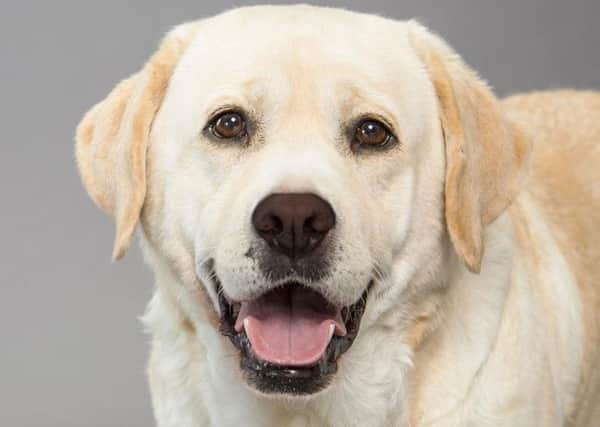 There have been unconfirmed reports of Alabama Rot in the North of Ireland.