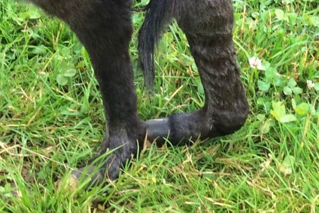 Timmy has a severe problem with his tendons.