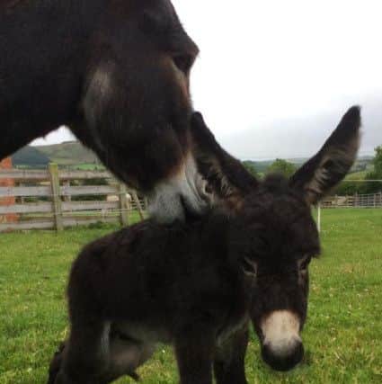 Timmy with his mother Twilight.