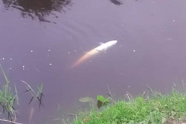 One of the many dying fish captured on the river. (Picture Faughan Anglers)