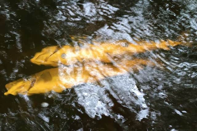 Some of the fish affected in the major disaster along the River Faughan. (Pic: Lucan Newland)