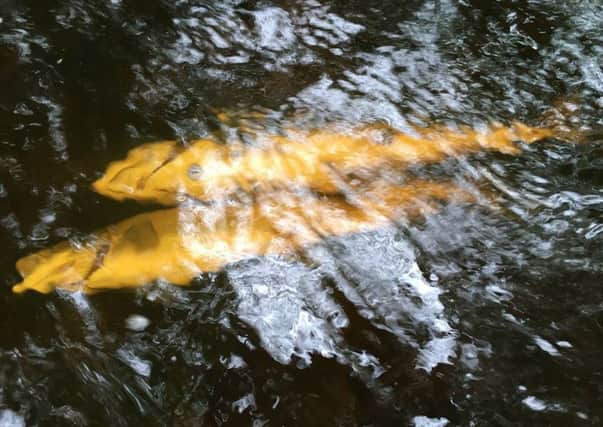 Some of the fish affected in the major disaster along the River Faughan. (Pic: Lucan Newland)