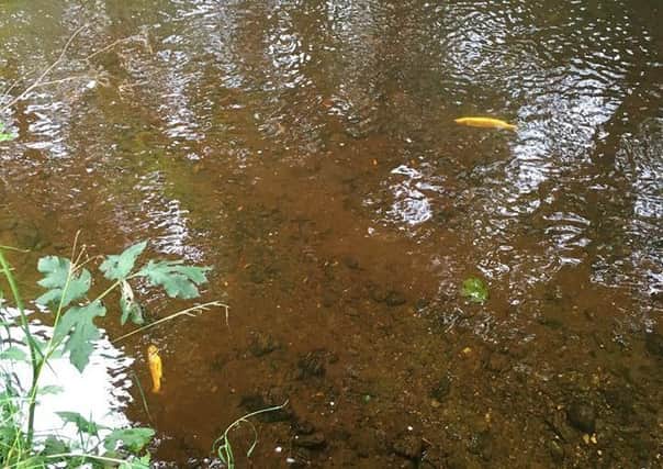 Dead fish floating on the River Faughan. (Picture Lucan Newland)