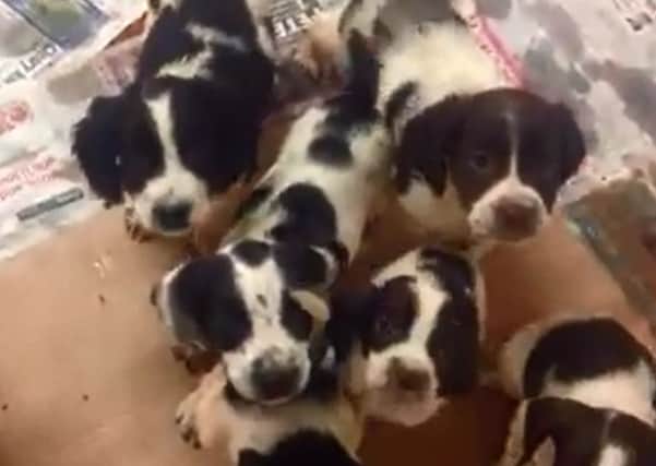 A screen shot of the dogs taken from the USPCA's video.