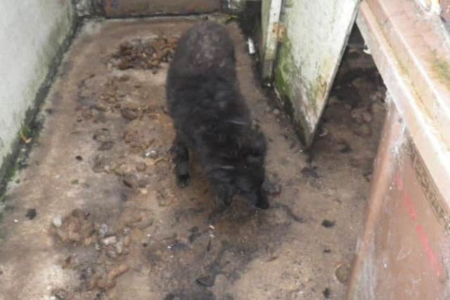 Council images of the conditions in which the dog was kept.