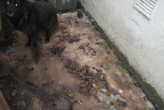Council images of the conditions in which the dog was kept.