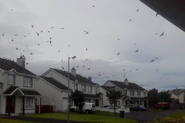 The Birds- A murder of crows arrives in Carndonagh.