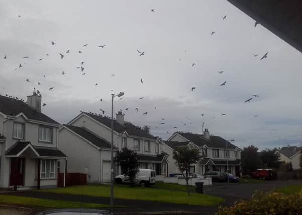 The Birds- A murder of crows arrives in Carndonagh.