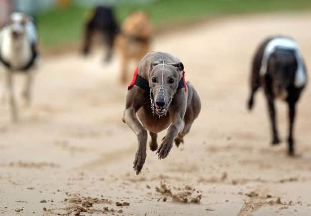 The Ocean Feed Greyhound plus tri distance final is at Lifford on Staurday.