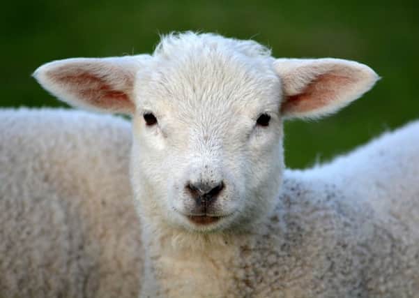 Five lambs were stolen from a field near Dungiven.