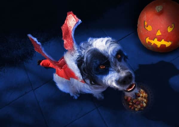 Will you be dressing your dog up this Hallowe'en?