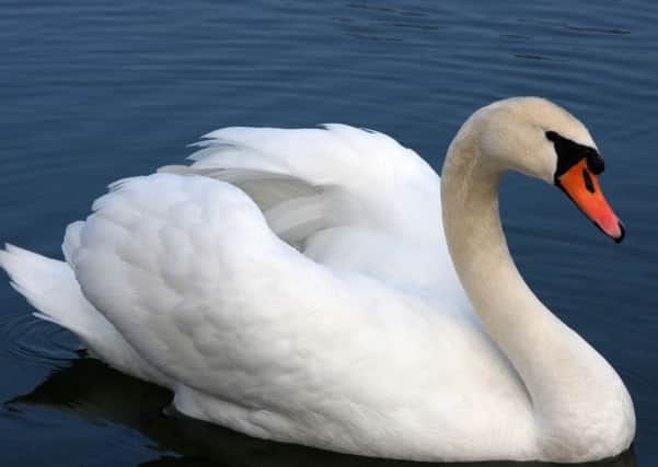 Police have appealed for people to report anyone they see harming swans in the Myroe area, outside Limavady