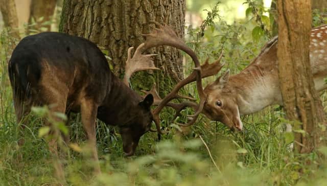 Muntjacs can have a detrimental effect on native deer.