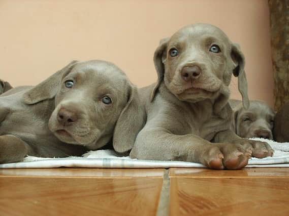 The Rainbow Rehoming Centre is braced for an influx of pups. (file pic)