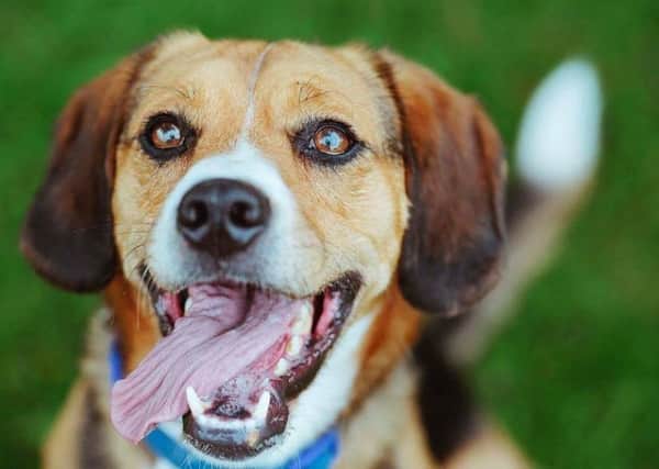 Could you give Milo his forever home?