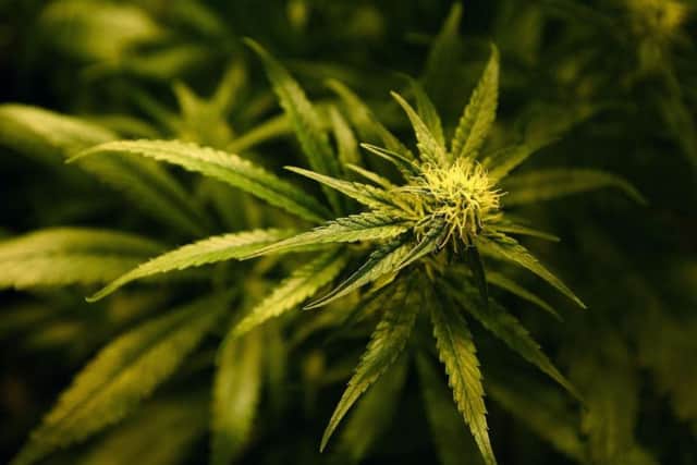 Cannabis plant. Photo: Gareth Fuller/PA Wire