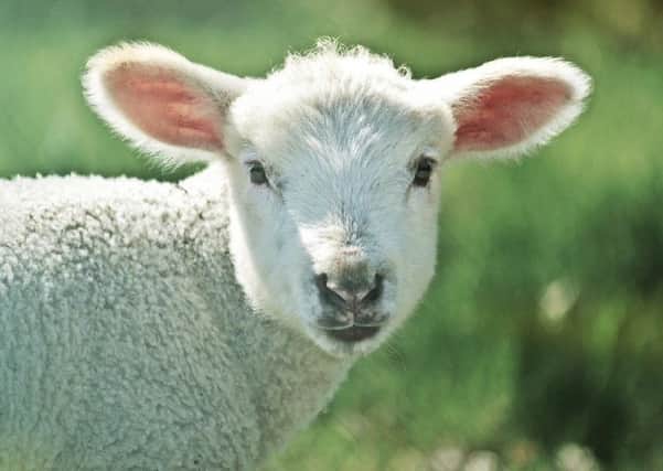 Lamb (File picture: MaxPixel's contributors)