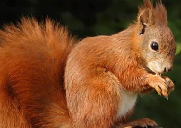 Call to the save the north's last red squirrels.