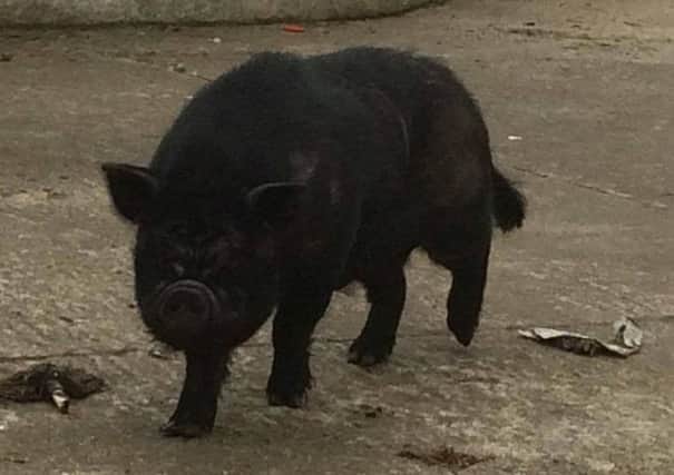 One of the pigs thats been running loose around Loughermore Forest.