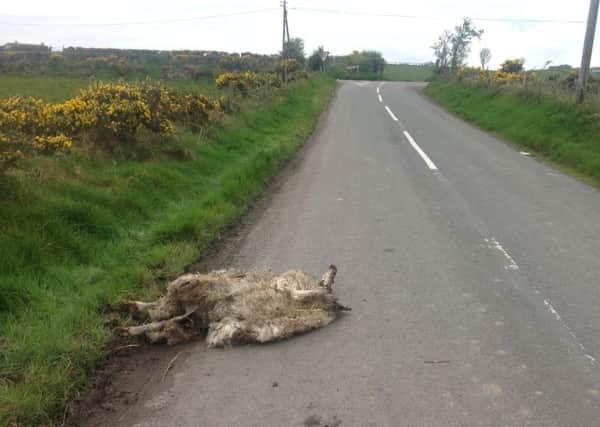 A sheep carcass dumped in Greysteel in recent days