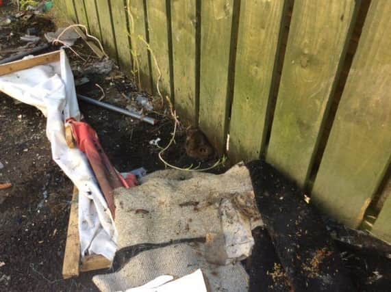 The maggot infested rat discovered amid the rubbish dumped in the laneway.