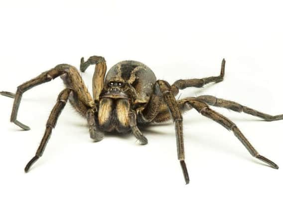 A false widow spider. (Stock Image)
