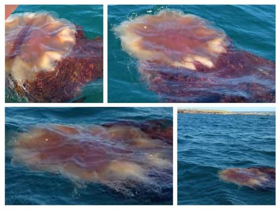 The Lion's Mane jellyfish was spotted off the coast of Donegal by Aodn  Cearbhaill. (Photos: Aodn  Cearbhaill)