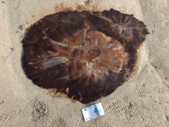 The Lion's Mane jellyfish that washed up on a beach near Downings, Co. Donegal. (Photo: Mulroy Coastguard/Facebook)