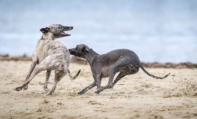 The walked is being staged to help retired greyhounds find homes.